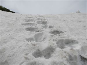 上富良野山岳会の皆様が歩きづらい箇所の整備を手分けして行っていました。