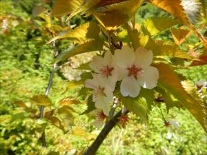チシマザクラ、標高の高い山の桜はいま満開を迎えています。