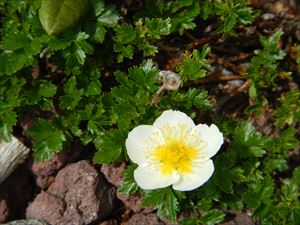 バラ科の花 チングルマ