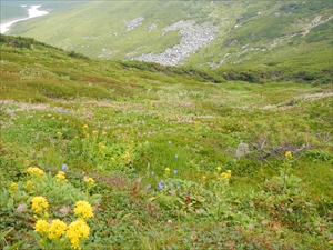 多くの高山植物