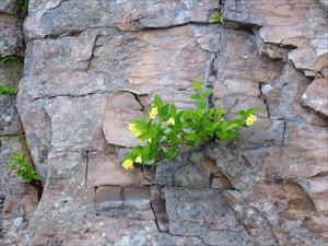 岩の隙間からウコンウツギが生え、きれいな花を咲かせていました。