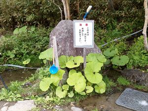 沢水は手や長靴等の汚れを落とすために利用して下さい。飲むことは極力避けて下さい。