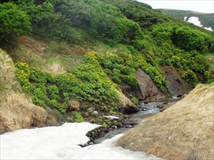 北海沢の雪渓を進んだところ、見事なエゾノリュウキンカの群生も見つけました。