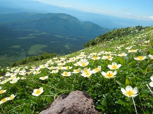 富良野岳