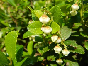 シラタマノキの花