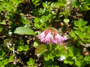 イワウメ科の花、コイワカガミ