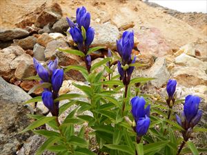 リンドウ科の花、エゾリンドウ