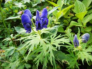 キンポウゲ科の花、ダイセツトリカブト