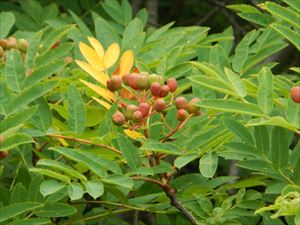 バラ科の花、ウラジロナナカマド