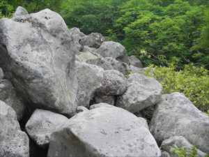 富良野岳にはナキウサギが多く生息しており、写真には収められませんでしたが、岩場で休憩していると、かわいい姿を見せてくせました。