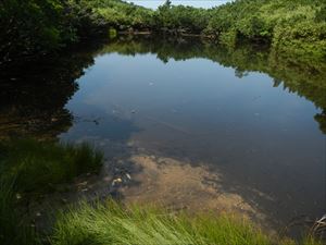 三段の沼