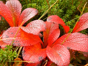 ウラシマツツジの紅葉