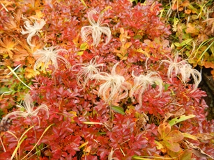 チングルマの綿毛と草紅葉