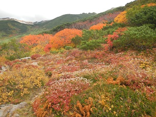 お花畑