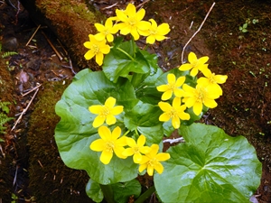 鮮やかな黄色が目を引くエゾノリュウキンカ（ヤチブキ）の花。