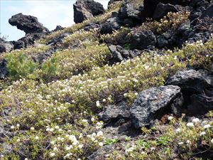 岩場では多くの場所でイソツツジが群生しており、見頃です。