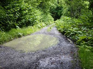 歩道入口に至る林道にも雨によりで多くの場所で、大きな水たまりができる場所があります。