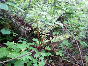 旧道は、ウルシが多いので肌の露出は避け、草木に触れることのないように注意してください。