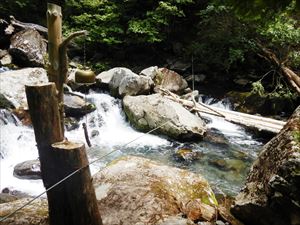 丸太橋が大雨の影響で増水したことにより流されていました