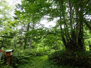 ヒグマ撃退スプレー等の防護用品を携行し、単独での入山は控えるようにお願いします。