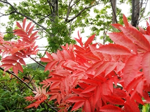 ウラジロナナカマドの一部、葉が紅葉