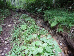 歩道は、大雨により大きな溝が複数箇所あり