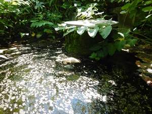 翁公園は、富良野思惟林（しゆうりん）の裏側、翁温泉湧出地