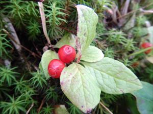 イワツツジの実が赤く熟していました。