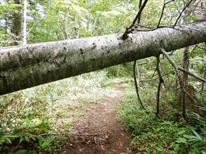 呻吟坂（しんぎんざか）の手前に倒木があるので、倒木の下を通過する時は、頭上に注意してください。