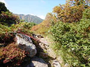 十勝岳温泉駐車場から、富良野岳肩分岐の手前にある、お花畑まで巡視してきました。