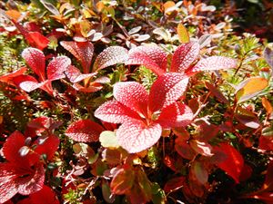ウラシマツツジの葉は、濃い赤色がとても鮮やかです。