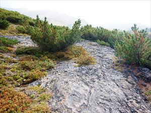 連絡路では、十勝岳の火山活動が生み出した独特の地形があります。