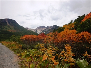 紅葉が見頃