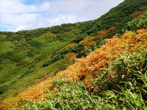 標高が上がると、ナナカマドの紅葉が始まっており、季節が秋に変わっています。