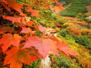 カエデ類やナナカマドが紅葉の見頃