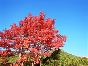 三段山とウラジロナナカマド