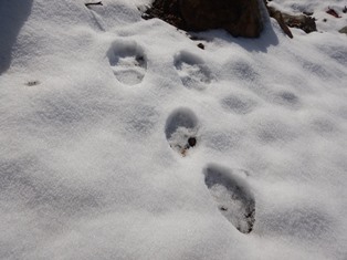 動物の痕跡