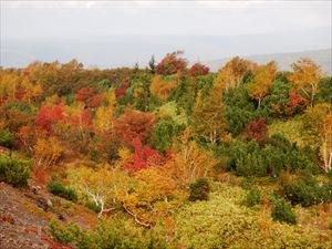 望岳台付近では、赤色や黄色に色づき紅葉は見頃を迎えています。