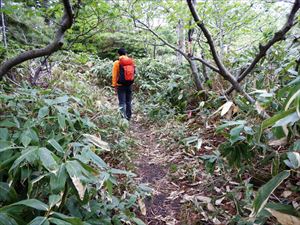 昨年、笹が繁茂し歩道がわかりにくく草刈りした箇所です。