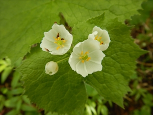 ７月２日に撮影した、サンカヨウの花