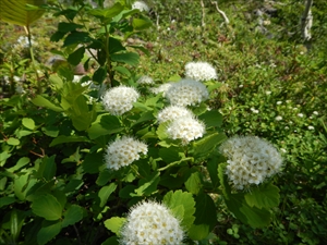 マルバシモツケの花