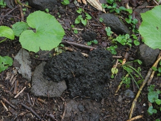 クマの痕跡（