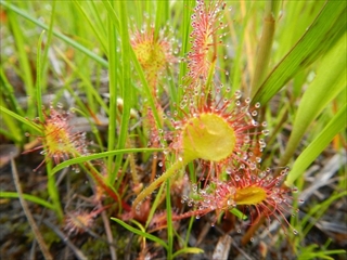 モウセンゴケ 湿地に生える食虫植物です。葉にある粘毛から粘液を分泌して虫などを捕獲します。