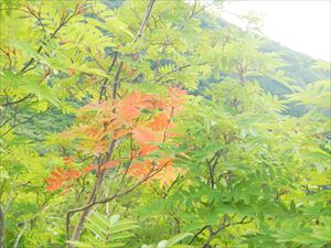 ナナカマドの葉の一部が、紅葉していました。