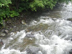 沢水の量が、通常よりも増水し濁っていました。