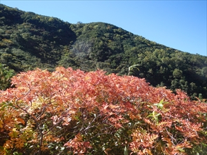 ウラロジナナカマドが赤く紅葉していました。