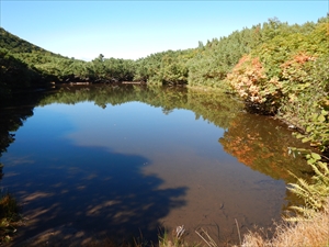 沼の水面に紅葉した木々が反射していました。