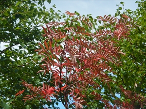 ウラジロナナカマドの葉
