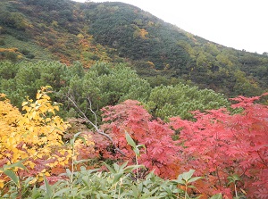 ウラジロナナカマドの紅葉