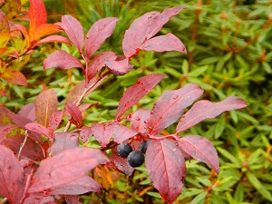 オオバスノキの紅葉と果実